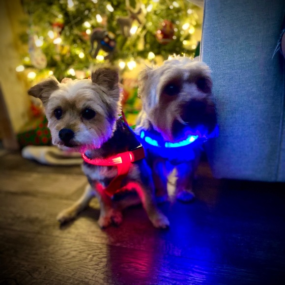 LED LIGHT UP PET HARNESSES, 4 Colors Available - Picture 3 of 8